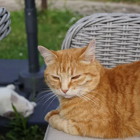 Domaine Aux Leopards Normands