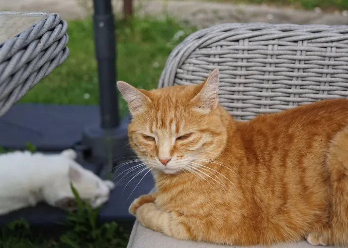 Domaine Aux Leopards Normands